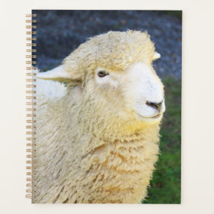 Mouton Doux Et Amical