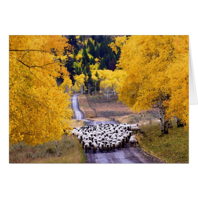 Mouton sur Country Road (Devant Horizontal)