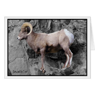 Moutons de Big Horn