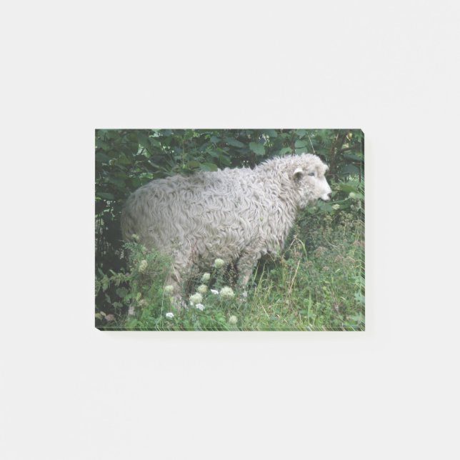 Moutons gourmands mignons mangeant des post-it (Devant)