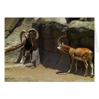 Moutons sauvages de Mouflon rayant 1