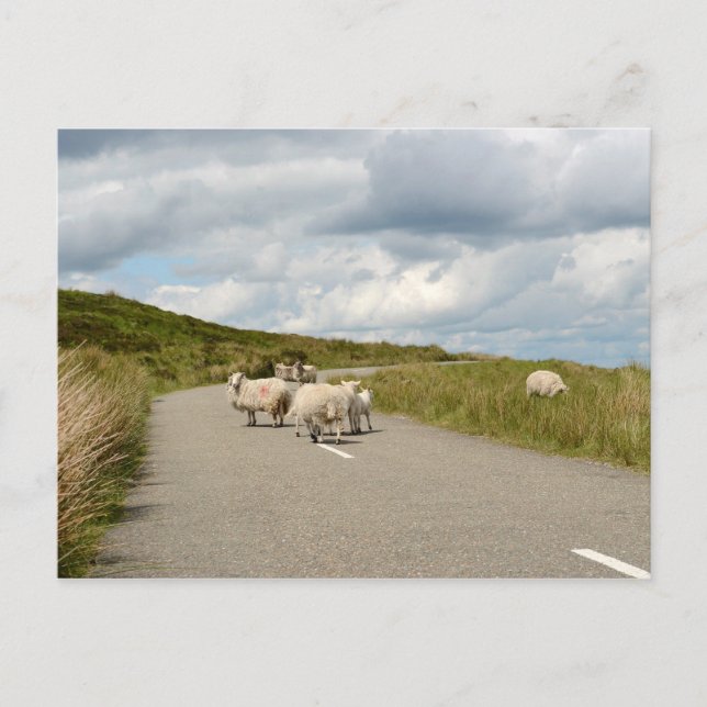 Moutons sur la route en Irlande carte postale (Devant)