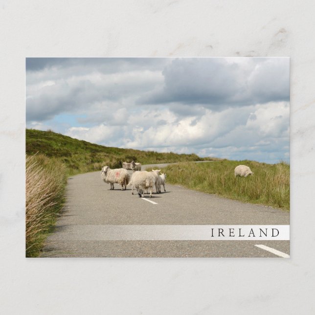 Moutons sur la route en Irlande carte postale bar (Devant)