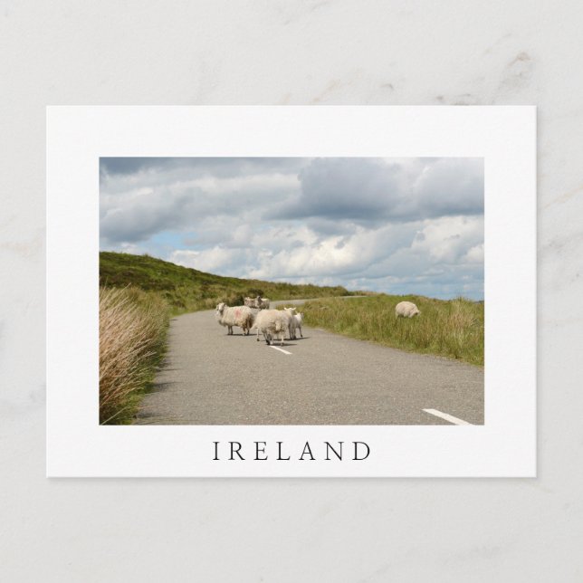 Moutons sur la route en Irlande carte postale blan (Devant)