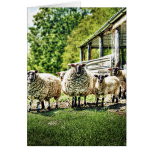 Moutons sur les cartes de ferme
