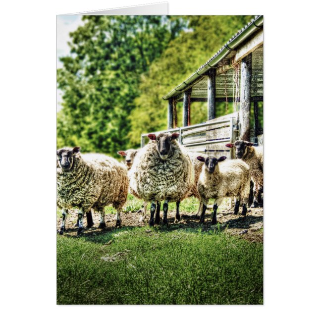 Moutons sur les cartes de ferme (Devant)
