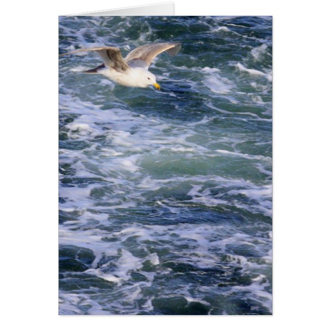 Möve auf dem Wasser (Vorne)