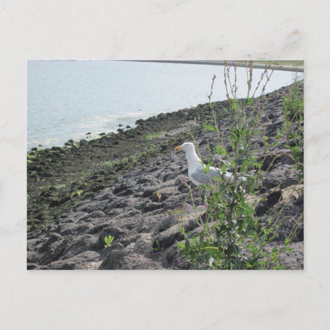 Möve Postkarte (Vorderseite)