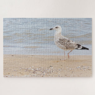 Möwe