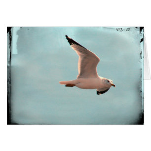 Möwe