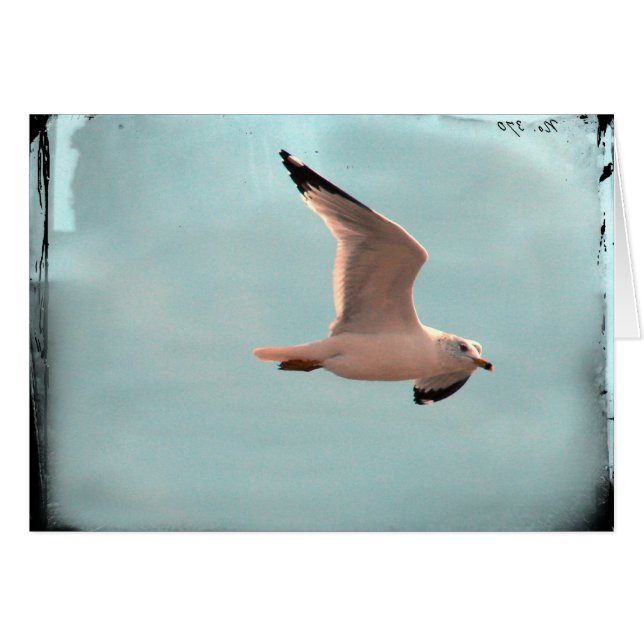 Möwe (Vorderseite (Horizontal))