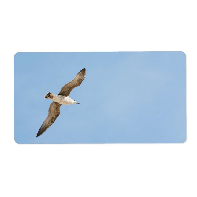 Möwe (Vorne)