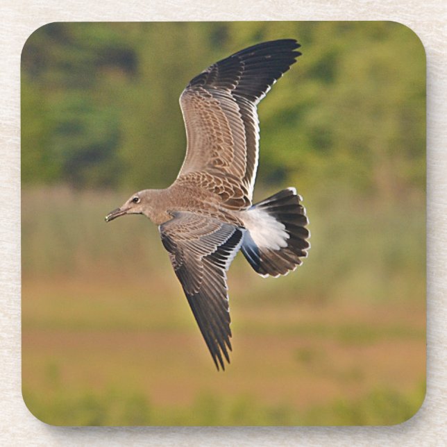 Möwe Achterbahn Untersetzer (Vorderseite)