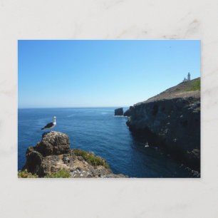 Möwe auf Anacapa Island bei Channel Islands Postkarte