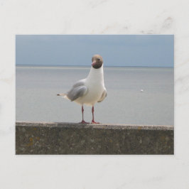Möwe auf der Mauer an der Nordsee Postkarte