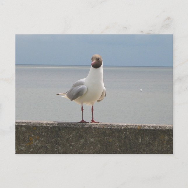 Möwe auf der Mauer an der Nordsee Postkarte (Vorderseite)