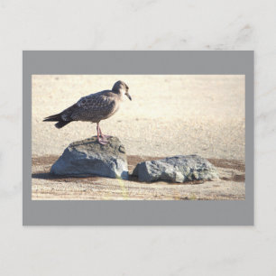 Möwe auf einer Felsenpostkarte Postkarte
