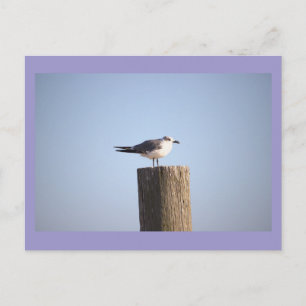 Möwe auf einer Postkartenstange Postkarte