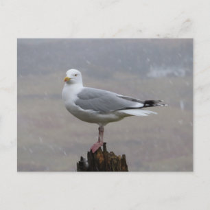 Möwe Auf Holzpfosten Schneefall Küsten Winter Kuns Postkarte