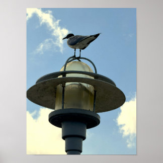 Möwe auf Lichtposter Poster