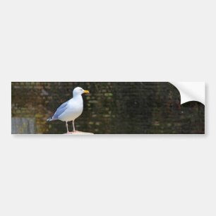 Möwe Autoaufkleber
