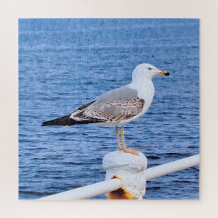 Möwe Constanta Rumänien – Schwarzmeer-Fotografie