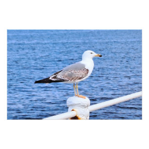 Möwe Constanta Rumänien – Schwarzmeer-Fotografie Fotodruck