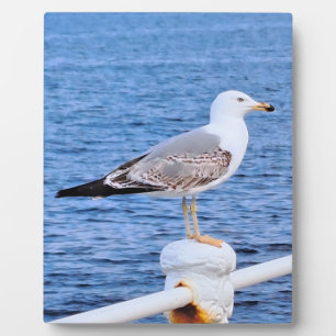 Möwe Constanta Rumänien – Schwarzmeer-Fotografie Fotoplatte