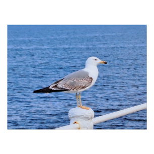 Möwe Constanta Rumänien – Schwarzmeer-Fotografie Poster