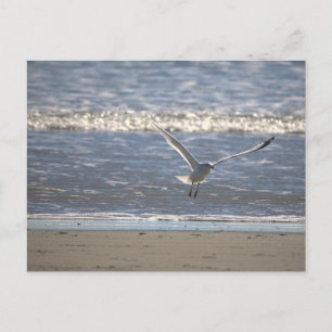 Möwe Flug Postkarte