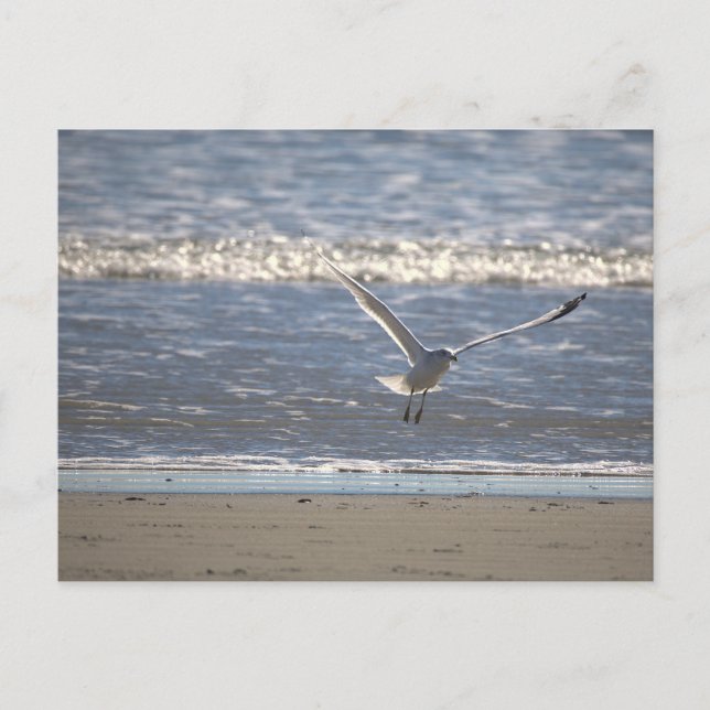 Möwe Flug Postkarte (Vorderseite)
