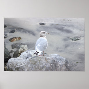 Möwe Foto Poster