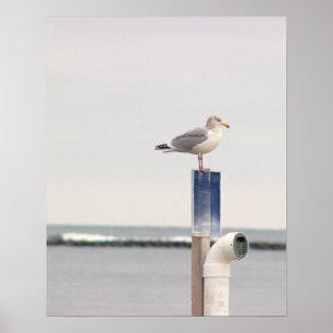 Möwe Foto Poster