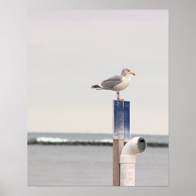 Möwe Foto Poster  (Vorne)