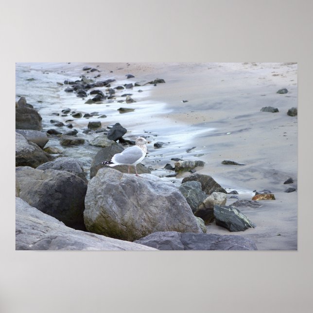 Möwe Foto Poster  (Vorne)
