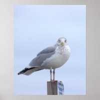 Möwe Foto Poster