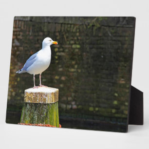 Möwe Fotoplatte
