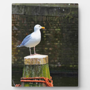 Möwe Fotoplatte