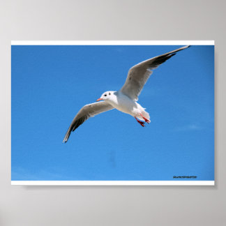Möwe im Flug am blauen Himmel - Na-Fotografie Poster
