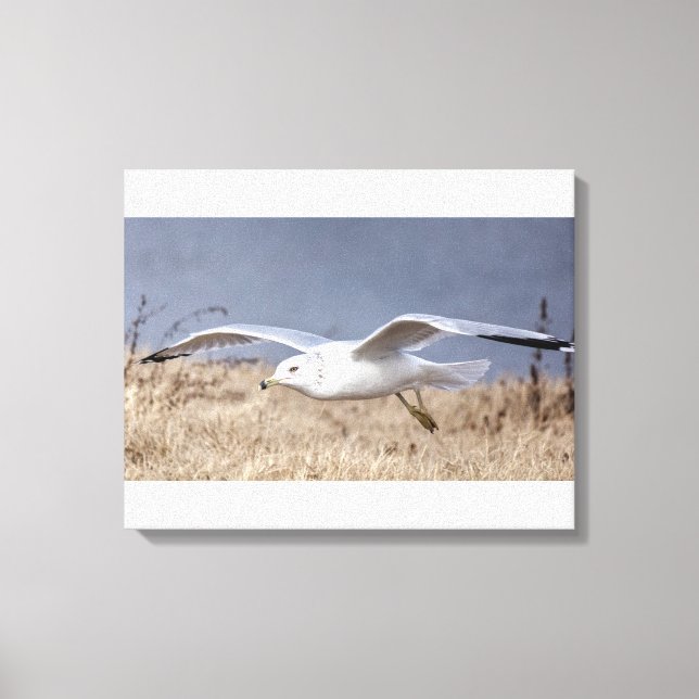 Möwe im Flug Leinwanddruck (Vorderseite)