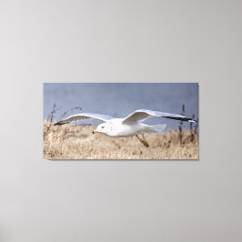 Möwe im Flug  Leinwanddruck