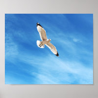 Möwe im Flug