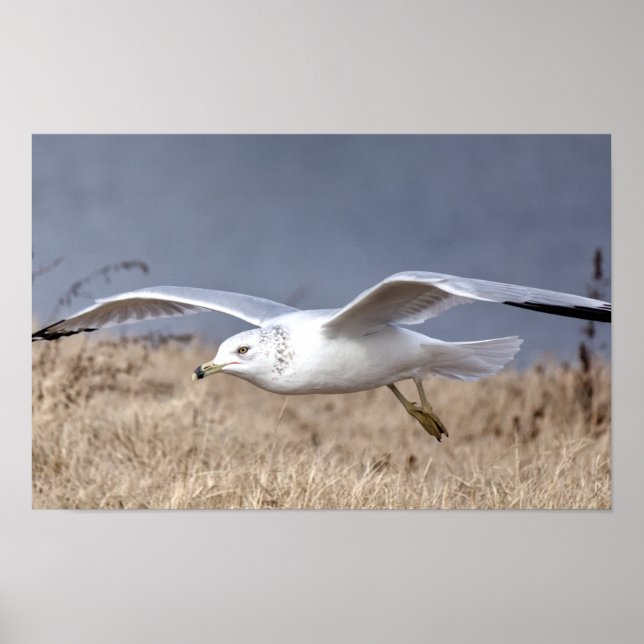 Möwe im Flug Poster (Vorne)