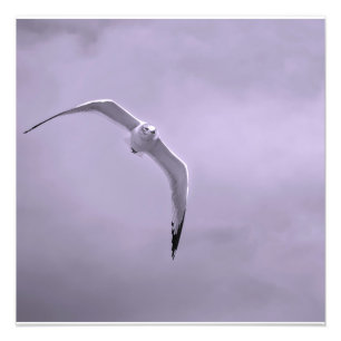 Möwe im Flug schwarz und weiß Fotodruck