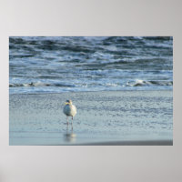 Möwe im Ozean