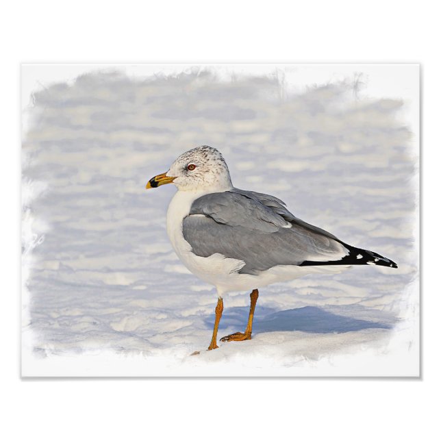 Möwe im Schnee Fotodruck (Vorne)