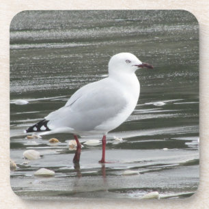 Möwe im Wasser Getränkeuntersetzer