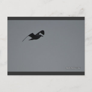 Möwe in der Silhouette Blue Beach Song™ Postkart Postkarte