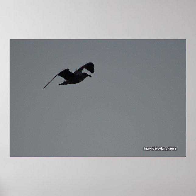 Möwe in der Silhouette Poster (Vorne)