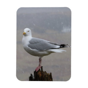 Möwe in Schnee Szene – Vogel Fotografie Natur Magnet